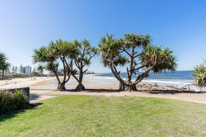 Tree Removal Central Coast Services: A Coastal Property Guide