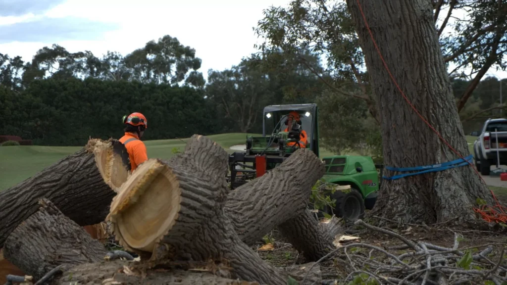 Tree Removal Cost Sydney: A Practical Price Guide

