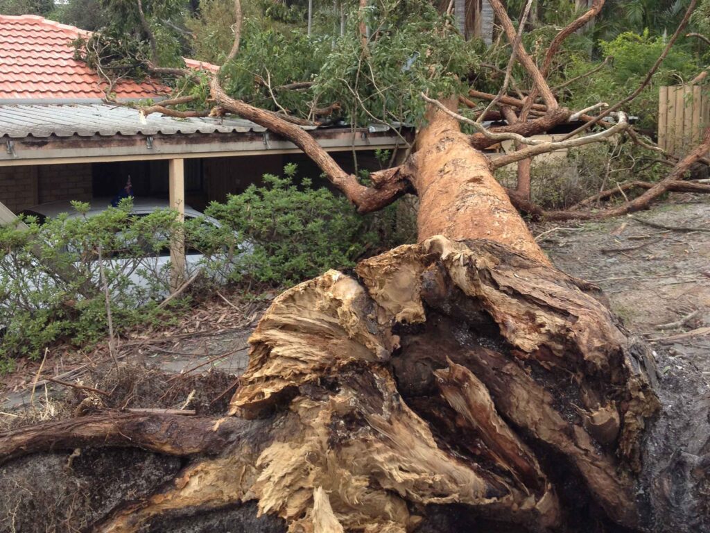 Emergency Tree Removal Sydney: What to Do After a Storm