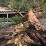 Emergency Tree Removal Sydney: What to Do After a Storm