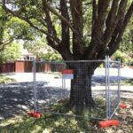 Tree Removal Cost Sydney: A Practical Price Guide