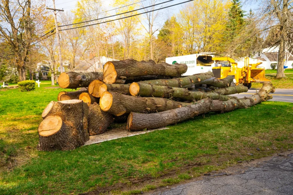 Tree Removal North Shore: Access, Species and Council Planning