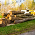 Tree Removal North Shore: Access, Species and Council Planning