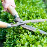 Sydney hedge trimming