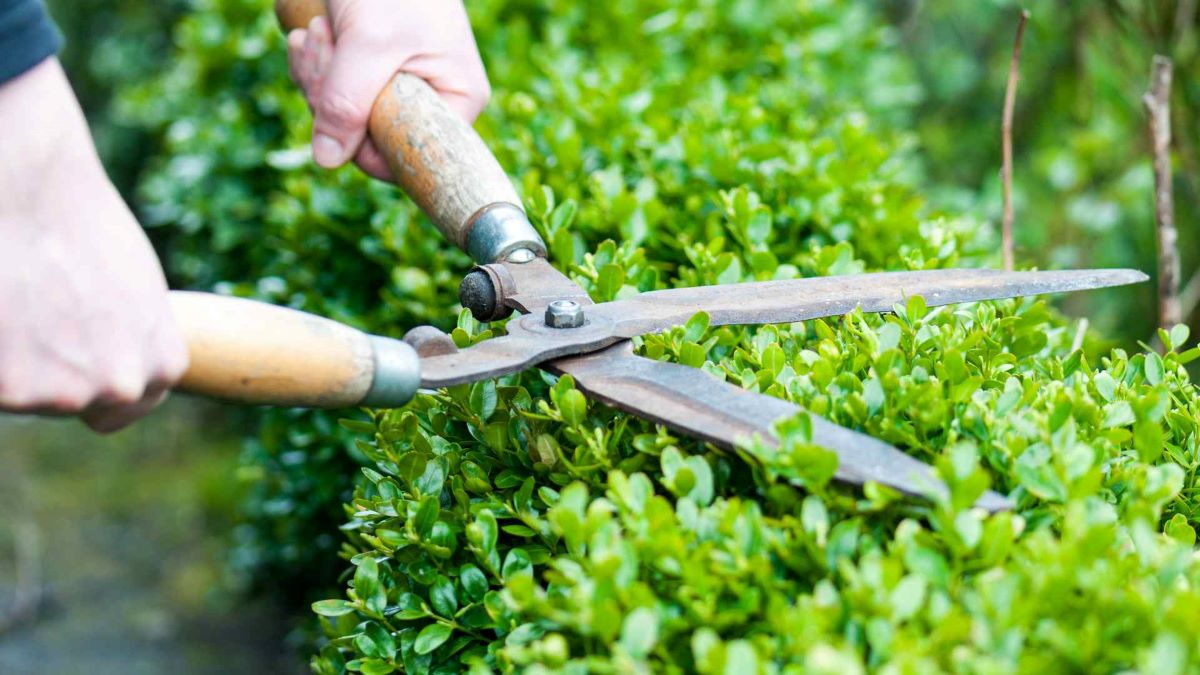 Sydney hedge trimming